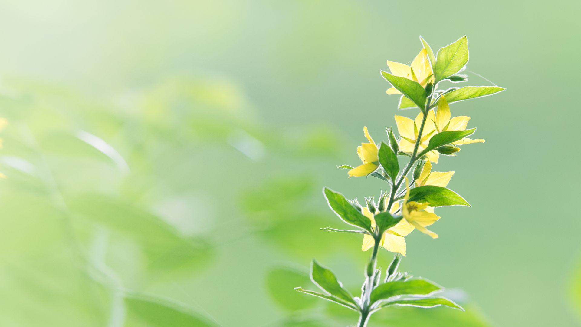 Green and Yellow Flowers Wallpapers Top Free Green and Yellow Flowers