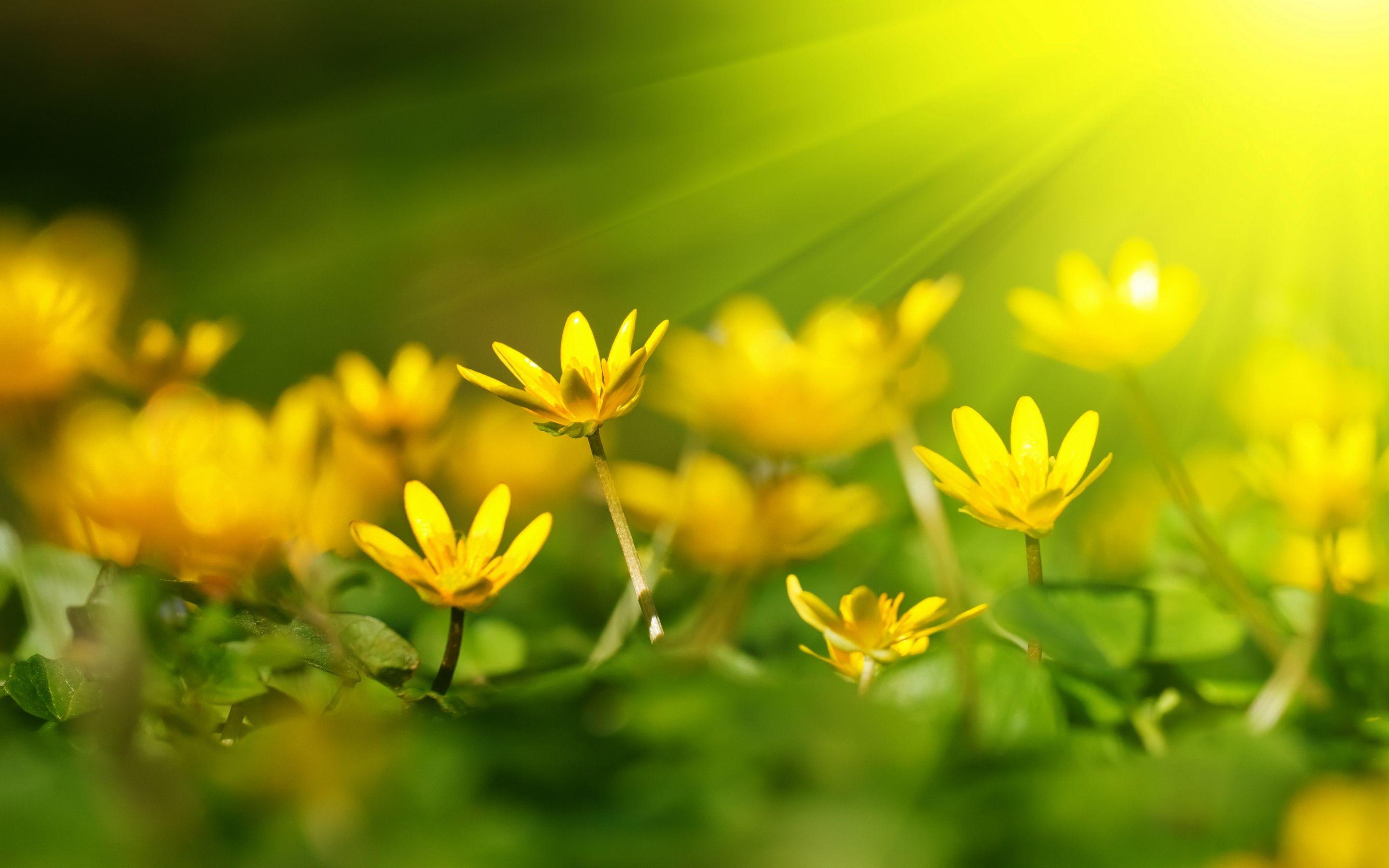 Green and Yellow Flowers Wallpapers Top Free Green and Yellow Flowers