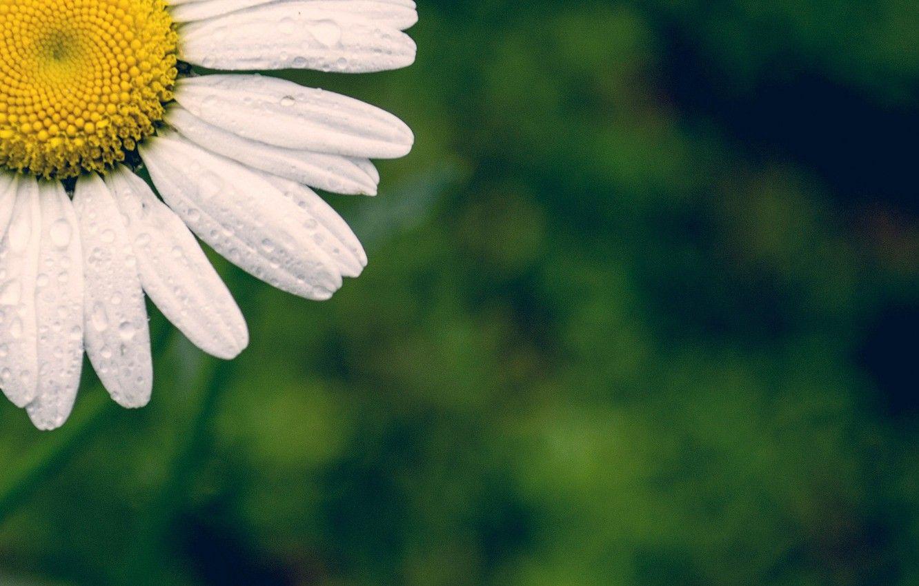 White and Green Flower Wallpapers Top Free White and Green Flower