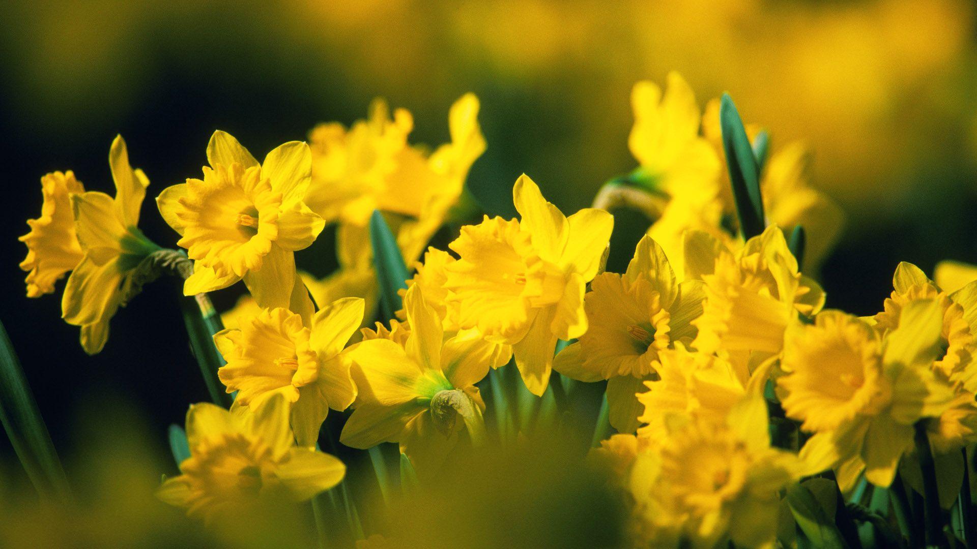 Green and Yellow Flowers Wallpapers Top Free Green and Yellow Flowers