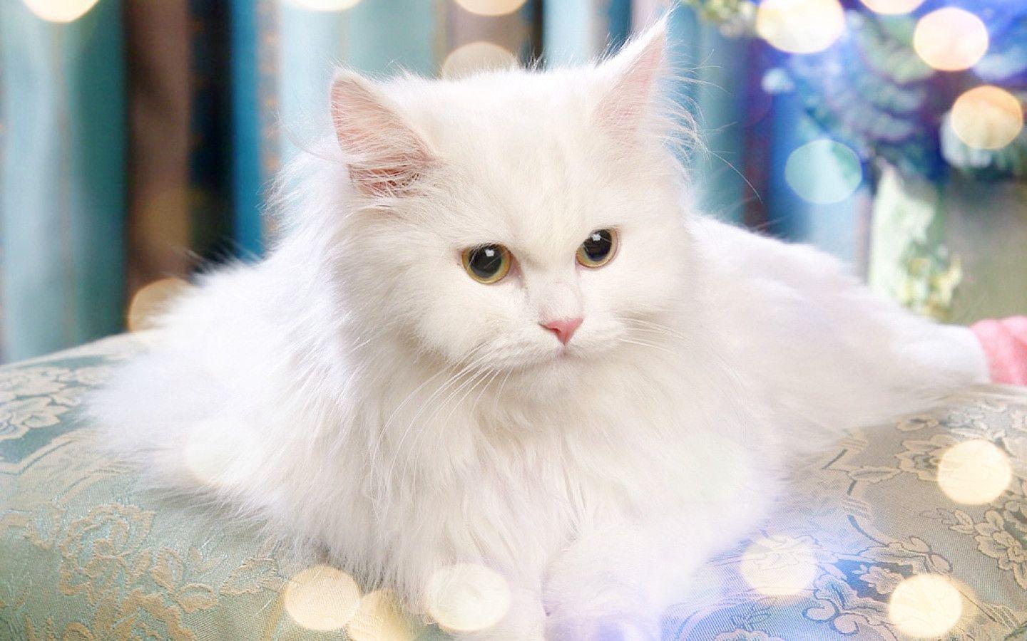 White Persian Cat Wallpapers Top Free White Persian Cat Backgrounds