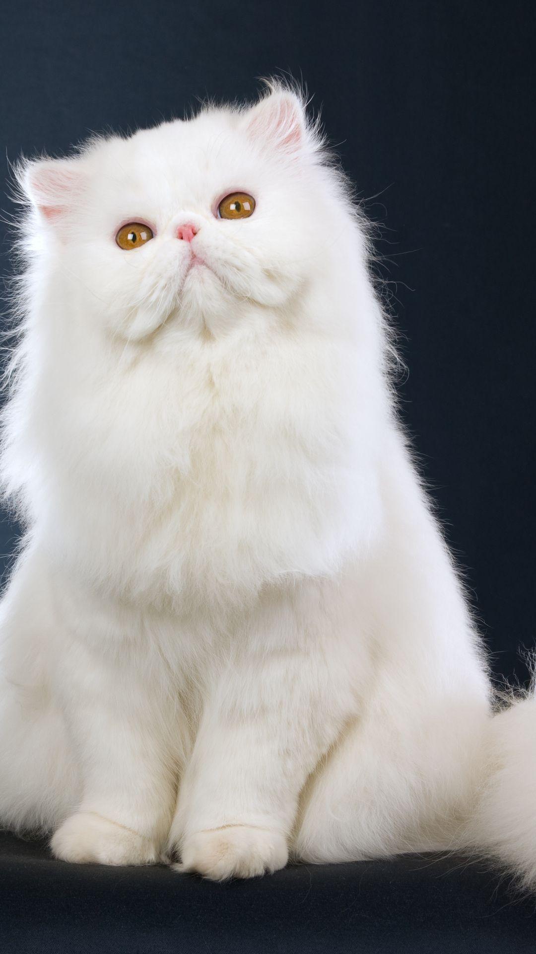 White Persian Cat Wallpapers Top Free White Persian Cat Backgrounds
