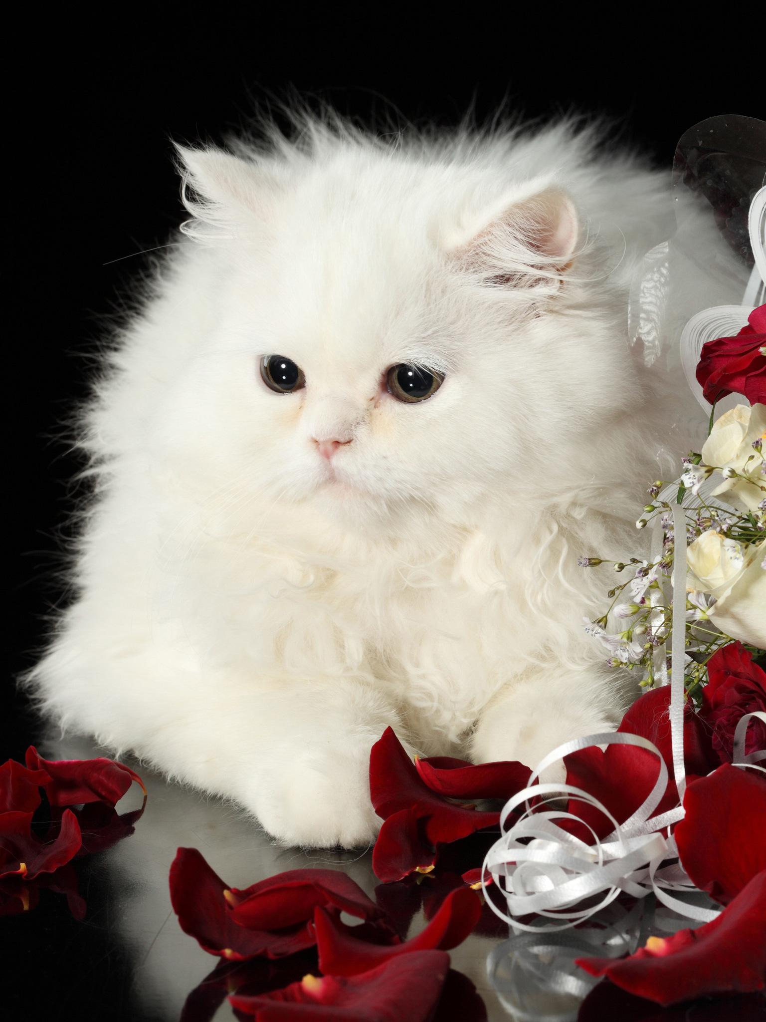 White Persian Cat Wallpapers Top Free White Persian Cat Backgrounds
