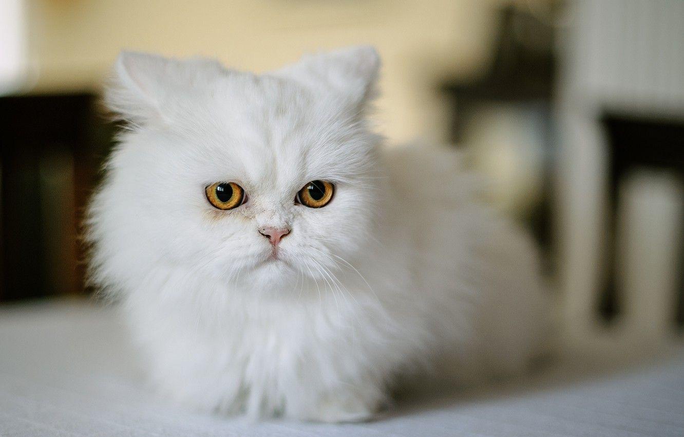 White Persian Cat Wallpapers Top Free White Persian Cat Backgrounds