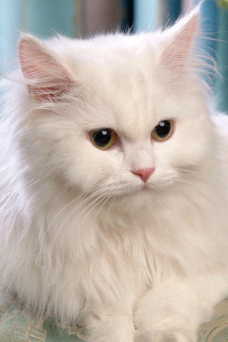 White Persian Cat Wallpapers Top Free White Persian Cat Backgrounds