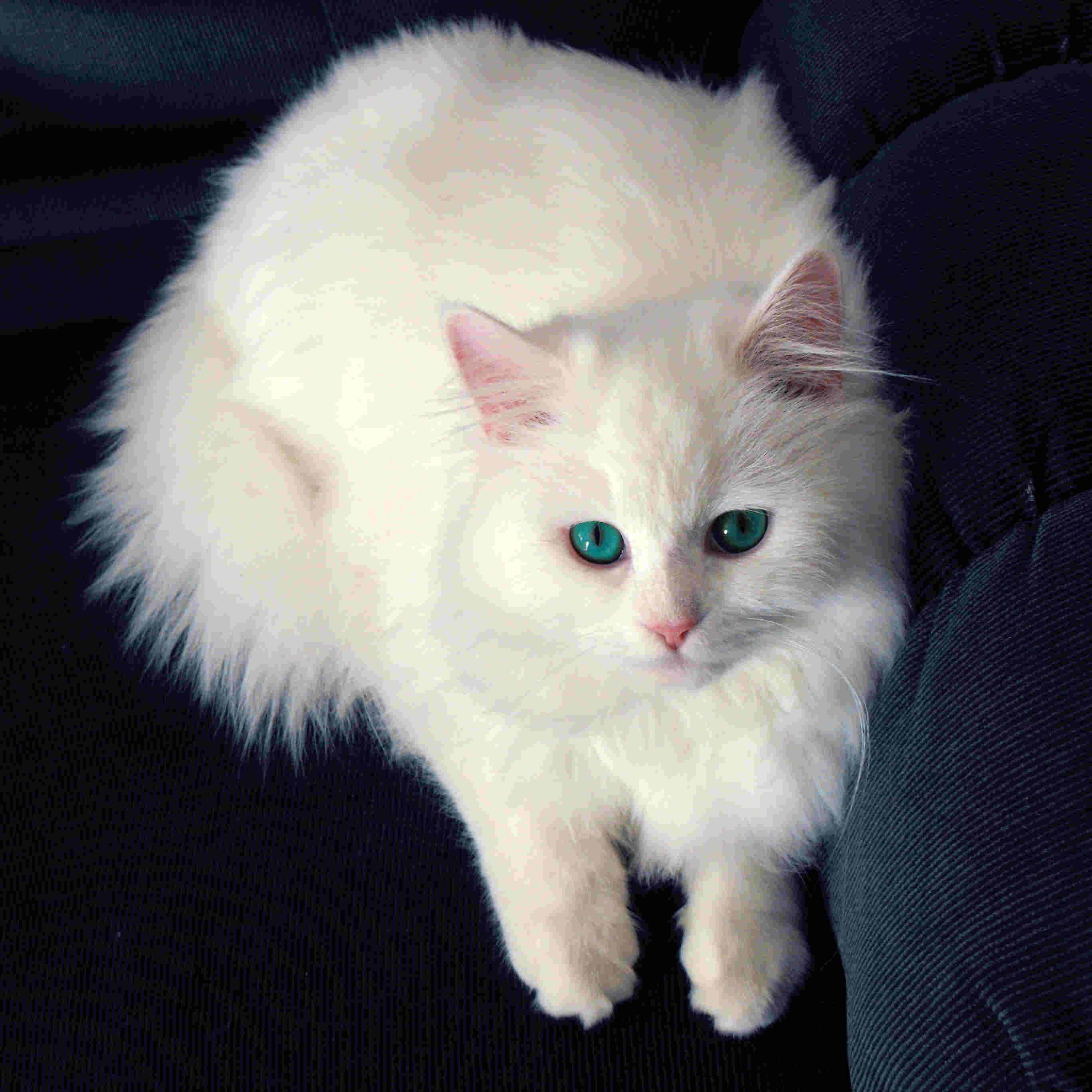White Persian Cat Wallpapers Top Free White Persian Cat Backgrounds