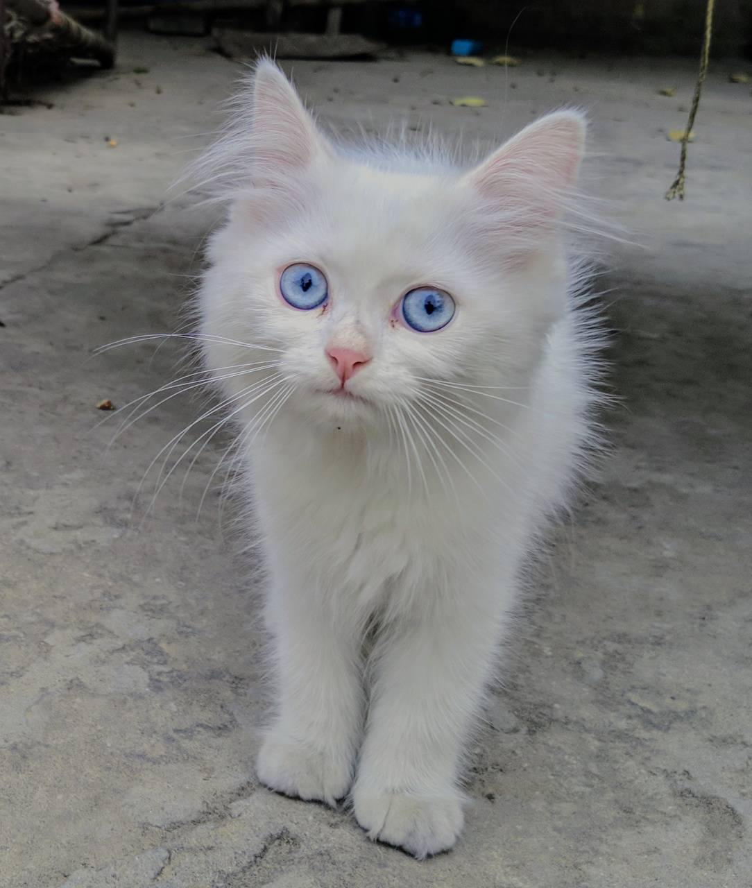 White Persian Cat Wallpapers Top Free White Persian Cat Backgrounds