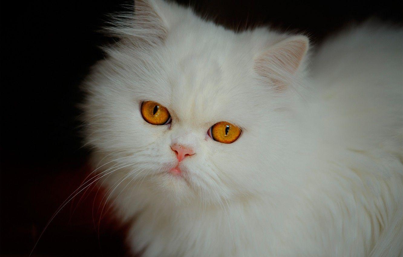 White Persian Cat Wallpapers Top Free White Persian Cat Backgrounds