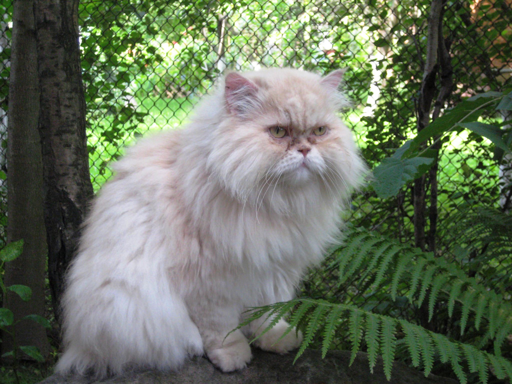 White Persian Cat Wallpapers Top Free White Persian Cat Backgrounds