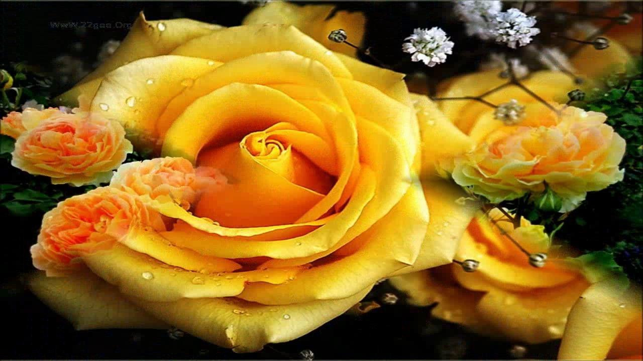 Gold Roses Wallpapers Top Free Gold Roses Backgrounds WallpaperAccess