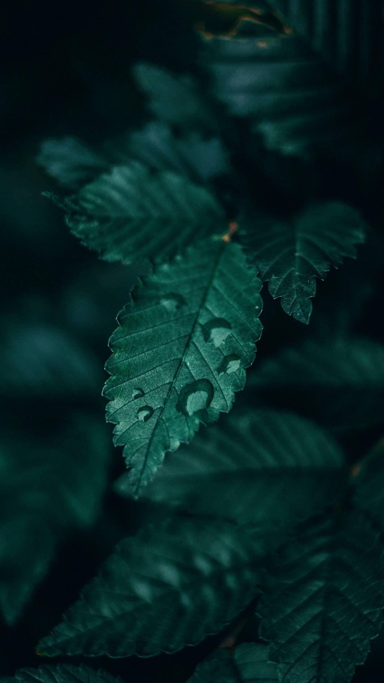 Dark Green Nature Wallpapers Top Free Dark Green Nature Backgrounds WallpaperAccess