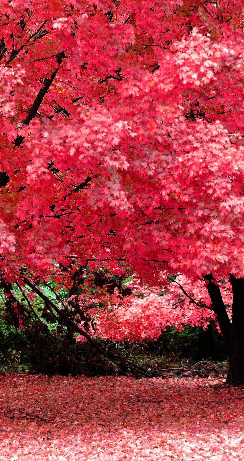 Beautiful Pink Tree Wallpapers Top Free Beautiful Pink Tree