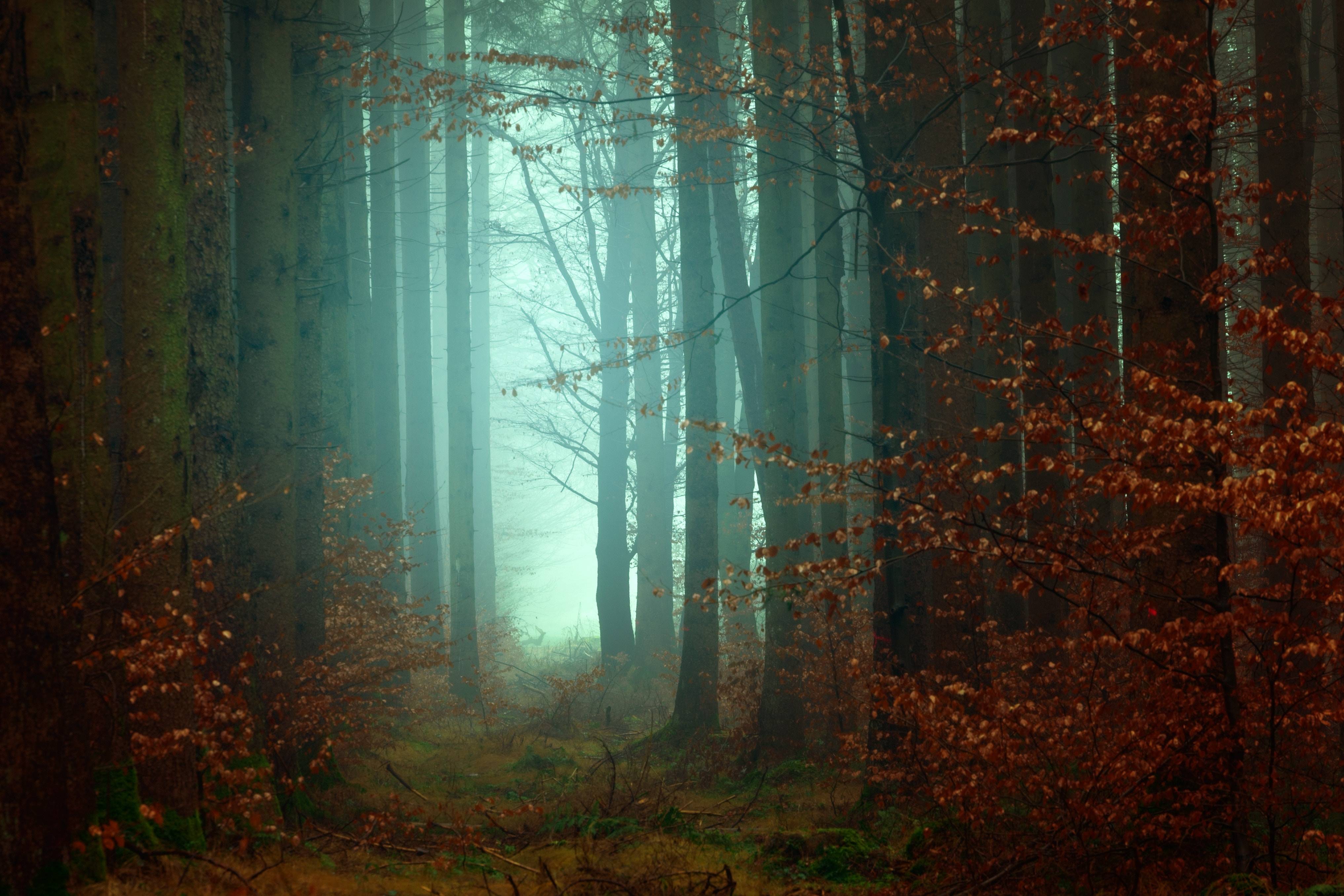 Mysterious Forest Wallpapers Top Free Mysterious Forest Backgrounds