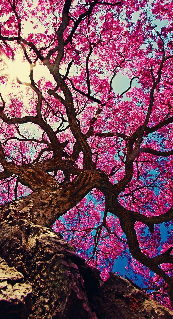 Beautiful Pink Tree Wallpapers Top Free Beautiful Pink Tree