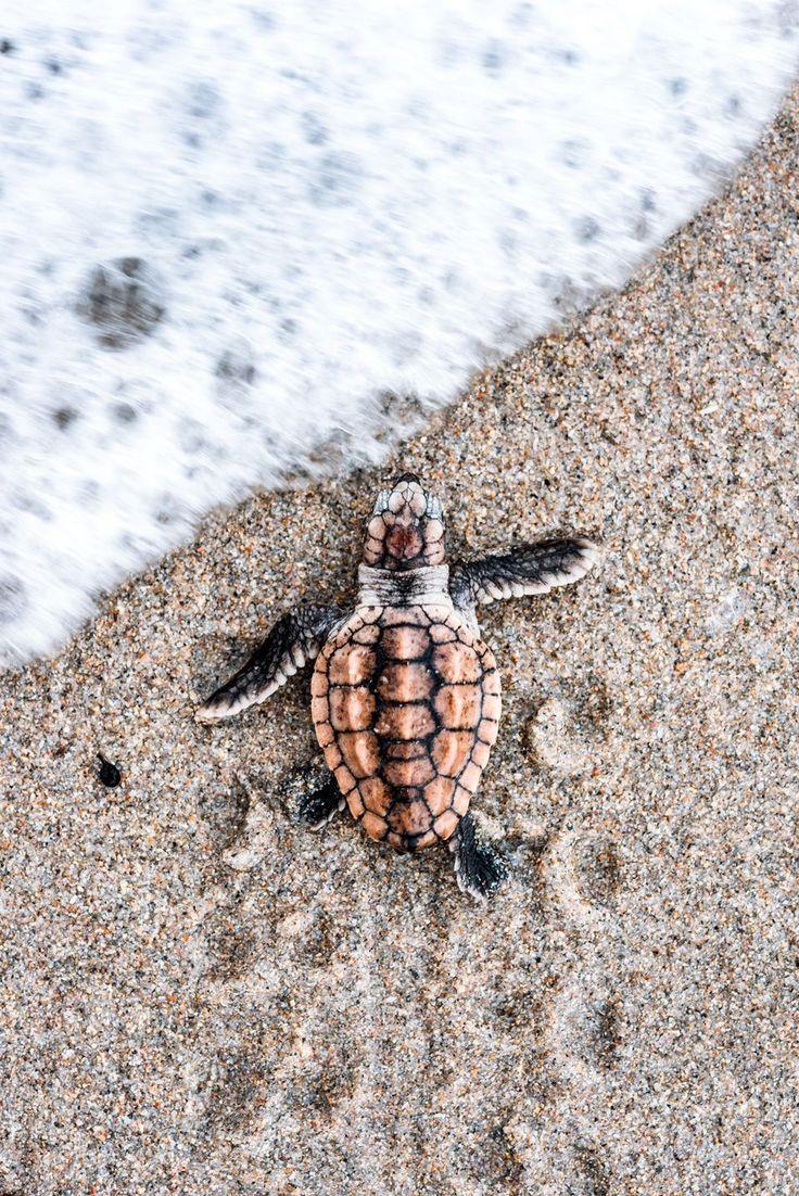Baby Turtle Wallpapers Top Free Baby Turtle Backgrounds WallpaperAccess