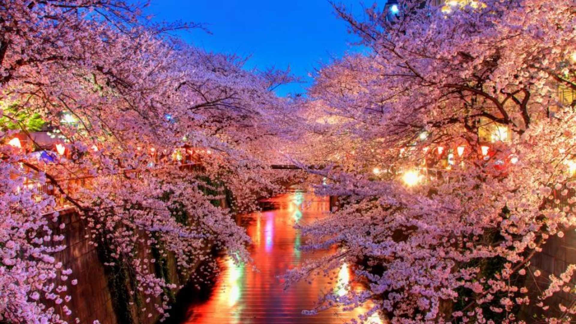 Japanese Cherry Blossom Laptop Wallpapers Top Free Japanese Cherry