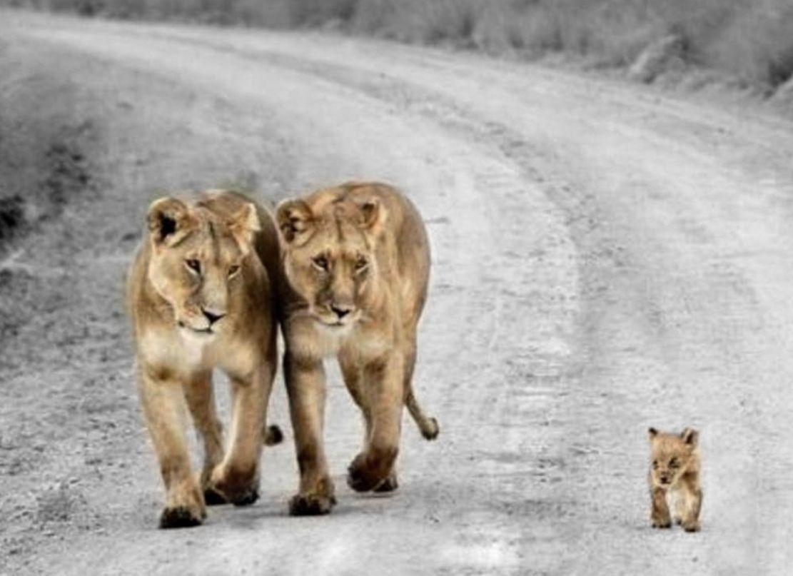 Cute Funny Animal HD Wallpapers Top Free Cute Funny Animal HD