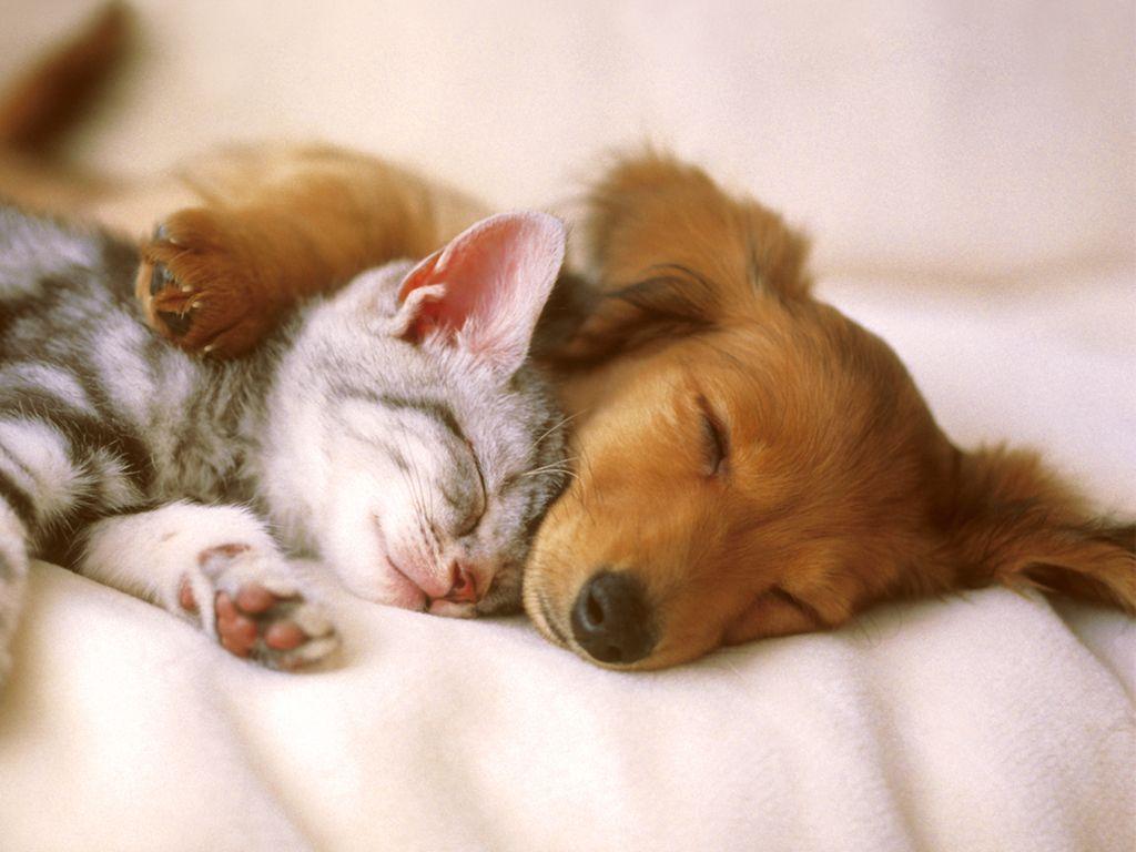 Cute Pets Wallpapers Top Free Cute Pets Backgrounds WallpaperAccess
