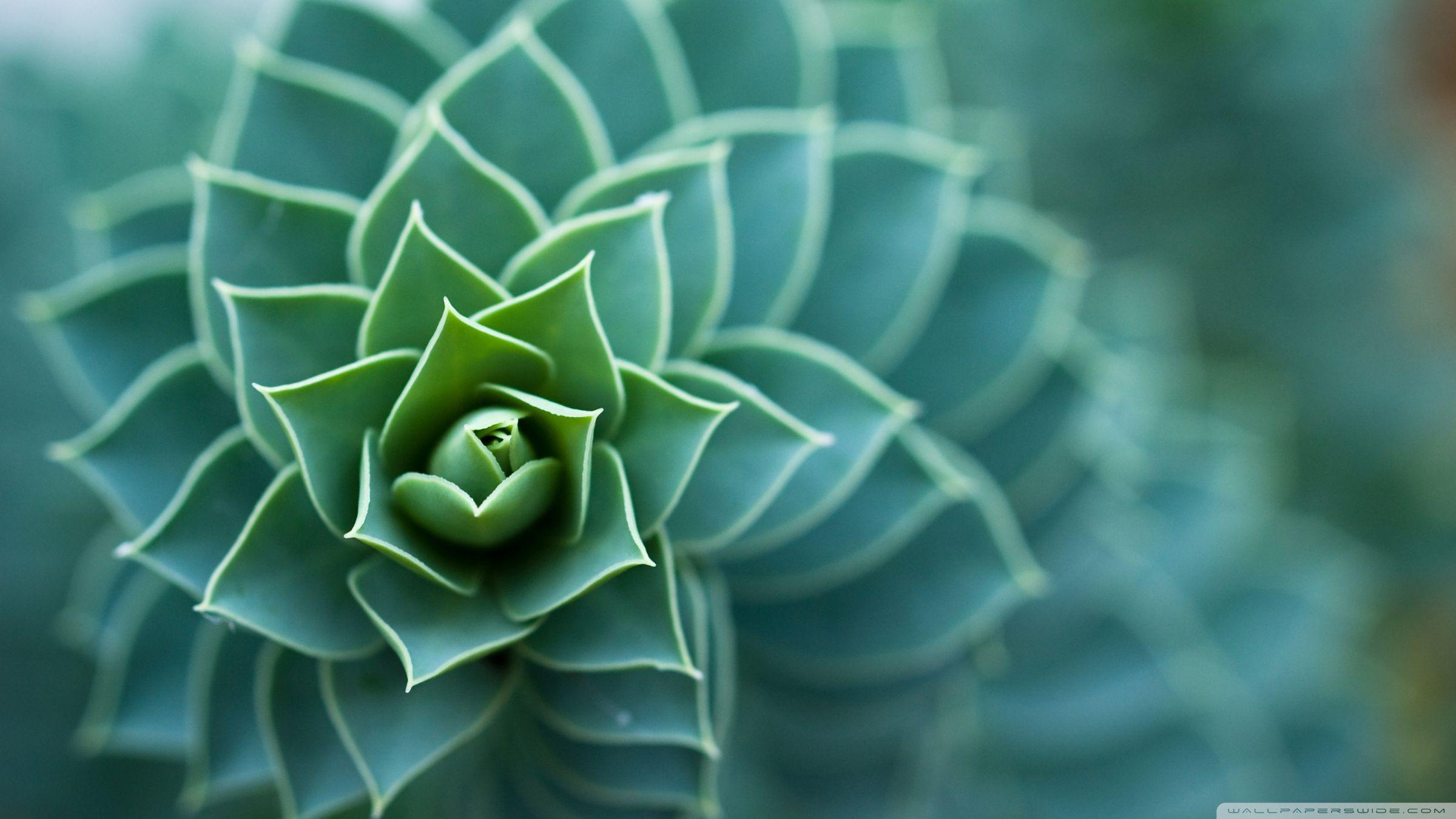 Plant Wallpapers Top Free Plant Backgrounds WallpaperAccess