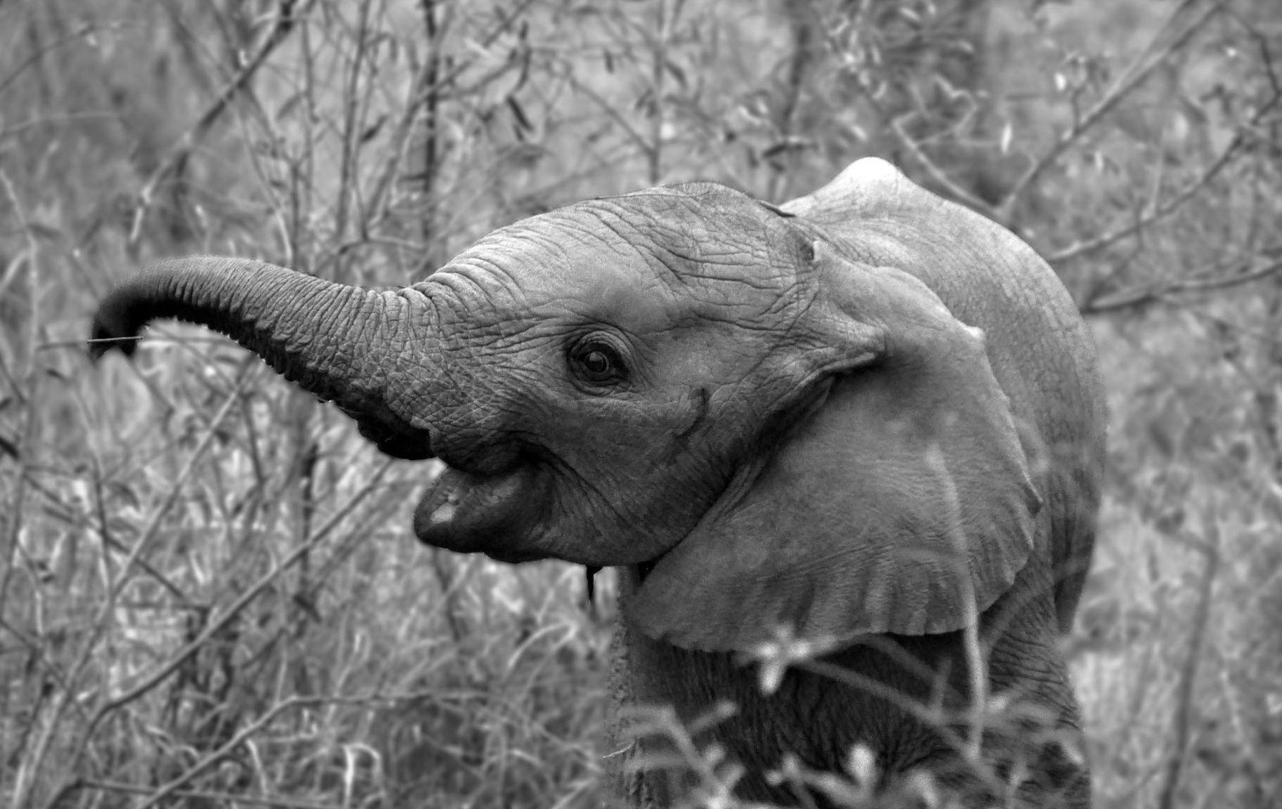 Elephant Black and White Wallpapers Top Free Elephant Black and White Backgrounds