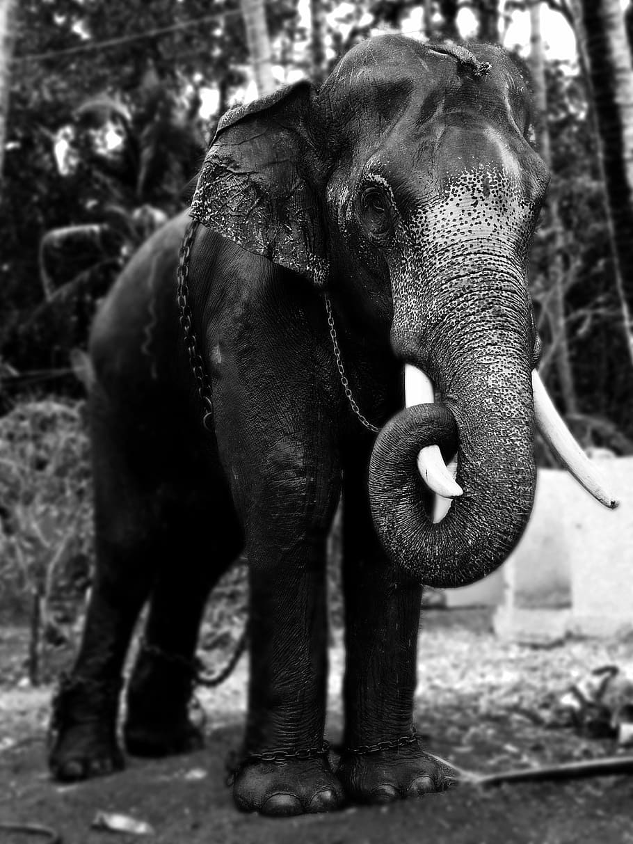 Elephant Black and White Wallpapers Top Free Elephant Black and White Backgrounds