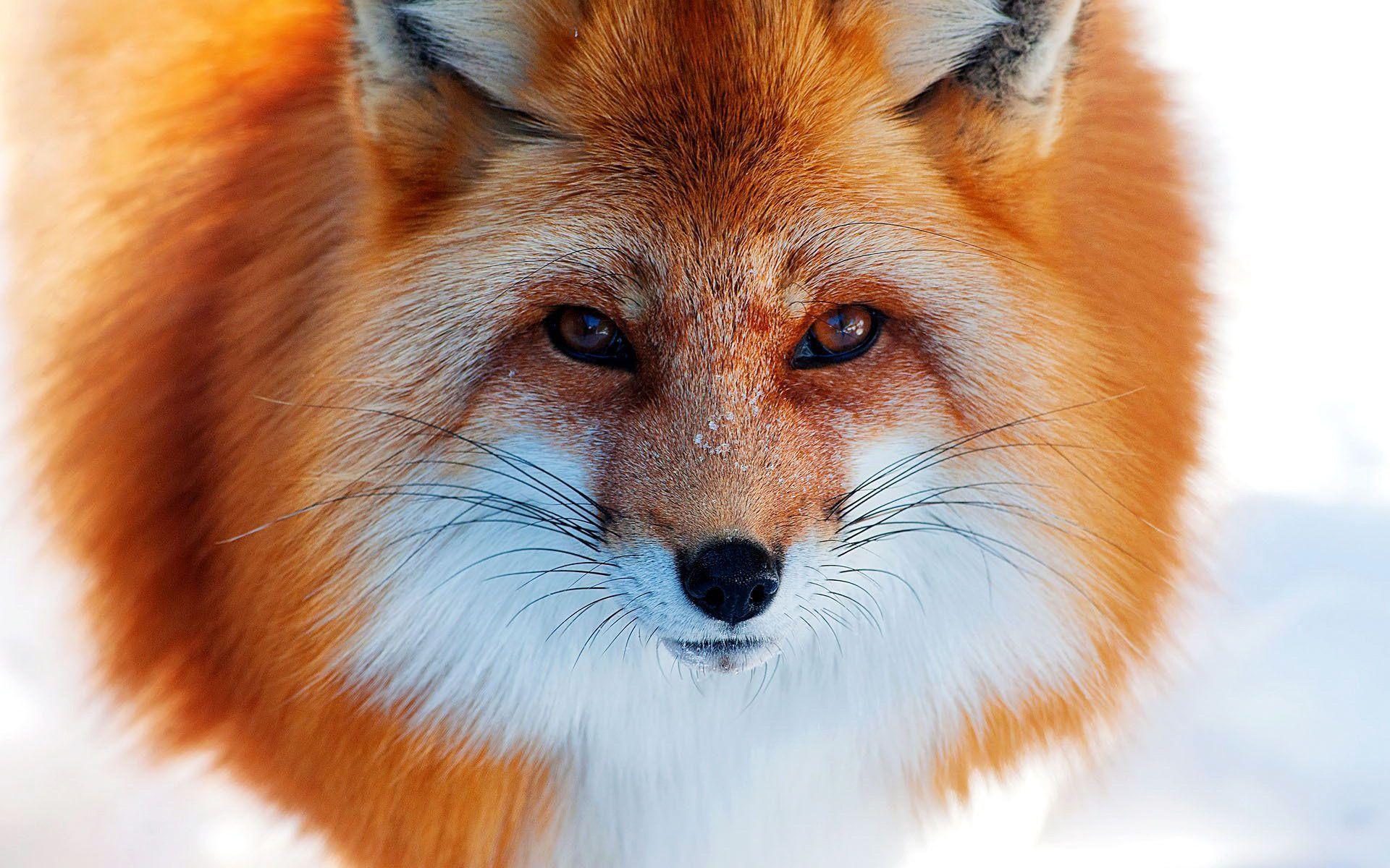 Cute Fox Wallpapers - Top Free Cute Fox Backgrounds - WallpaperAccess