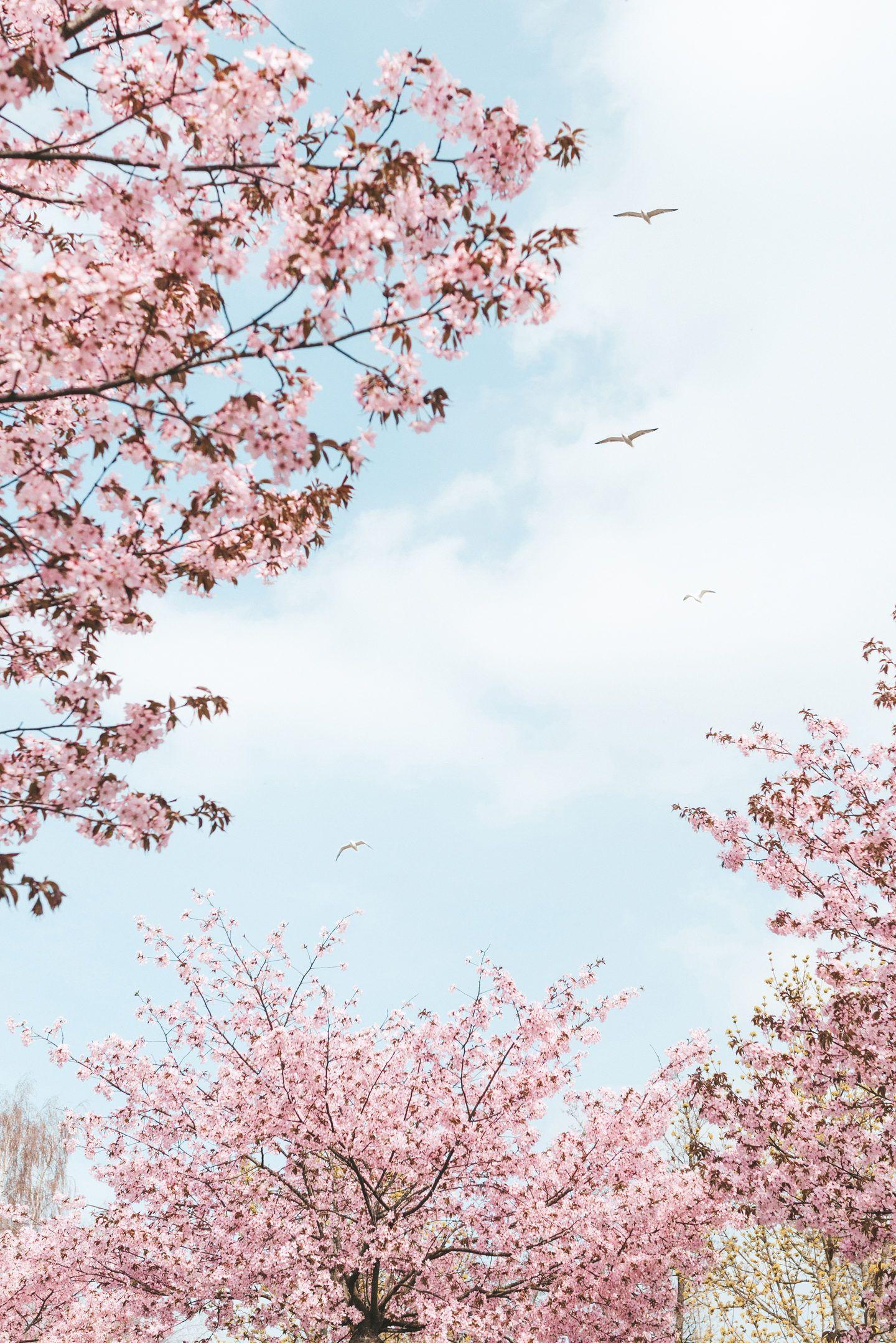 Instagram Story Wallpapers Top Free Instagram Story Backgrounds