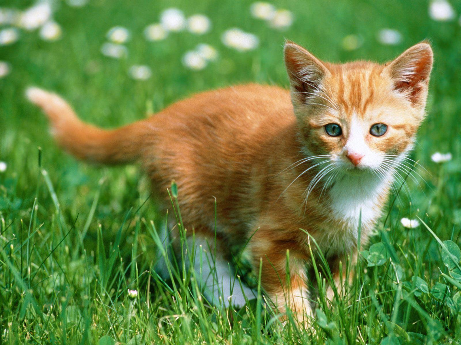 Orange Kitten Wallpapers Top Free Orange Kitten Backgrounds