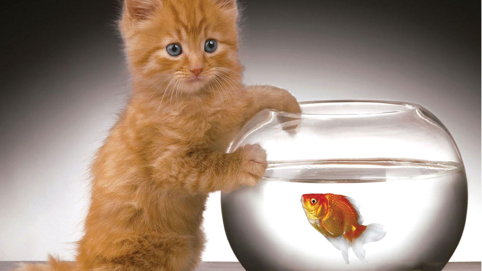 Orange Kitten Wallpapers Top Free Orange Kitten Backgrounds