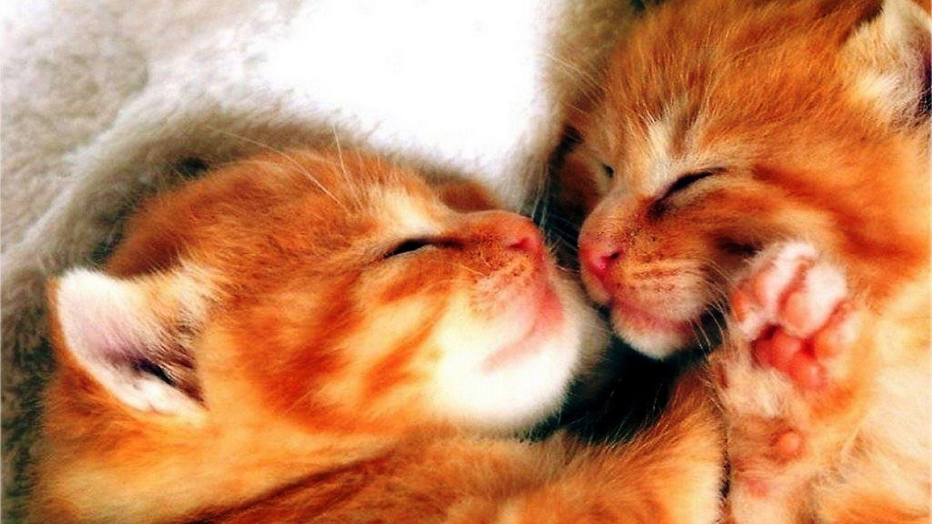 Orange Kitten Wallpapers Top Free Orange Kitten Backgrounds