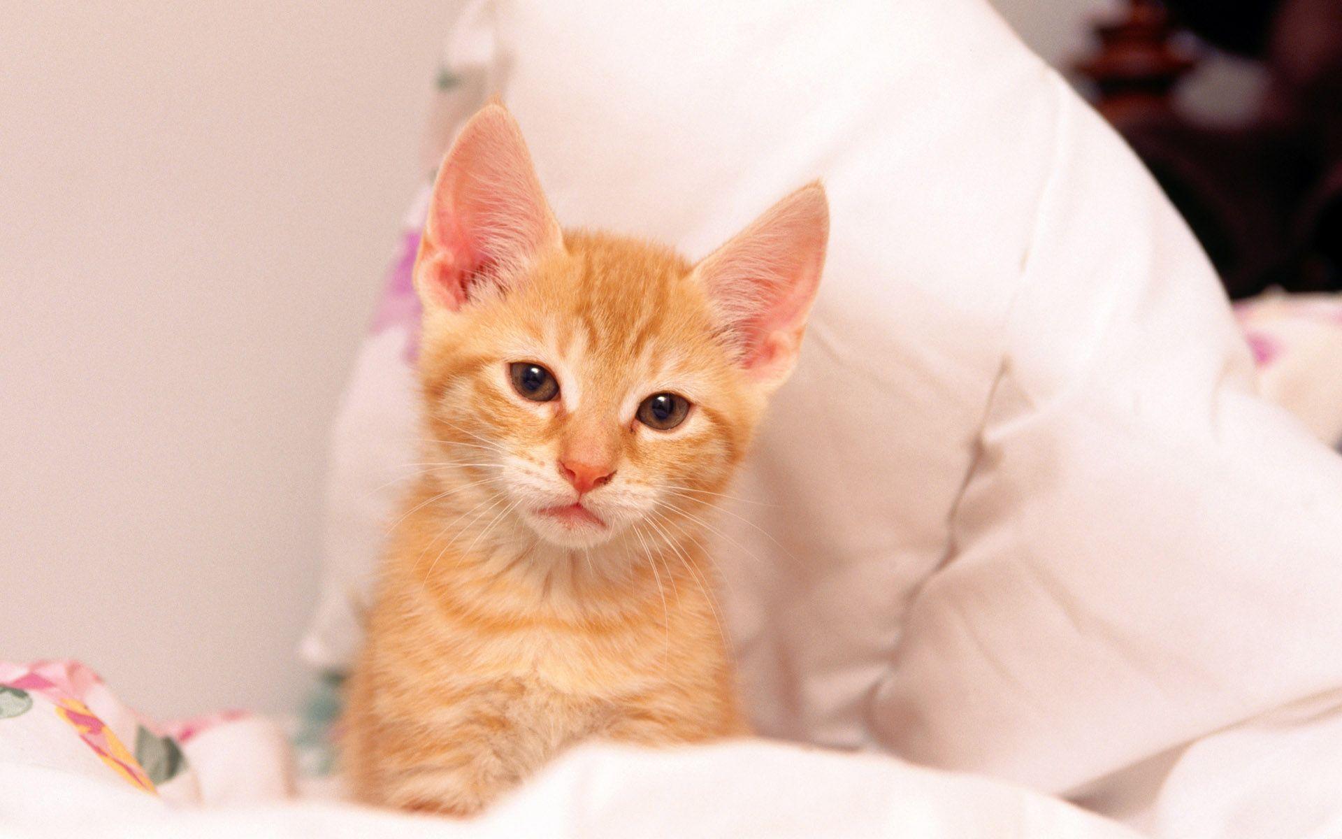 Orange Kitten Wallpapers Top Free Orange Kitten Backgrounds
