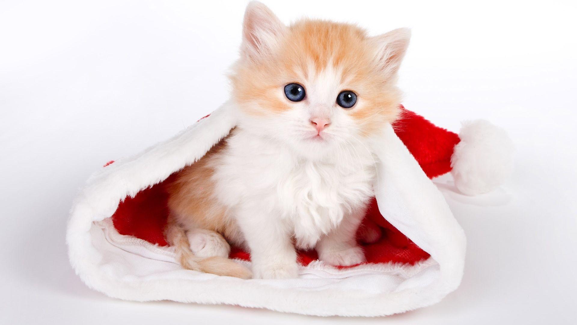 Orange Kitten Wallpapers Top Free Orange Kitten Backgrounds