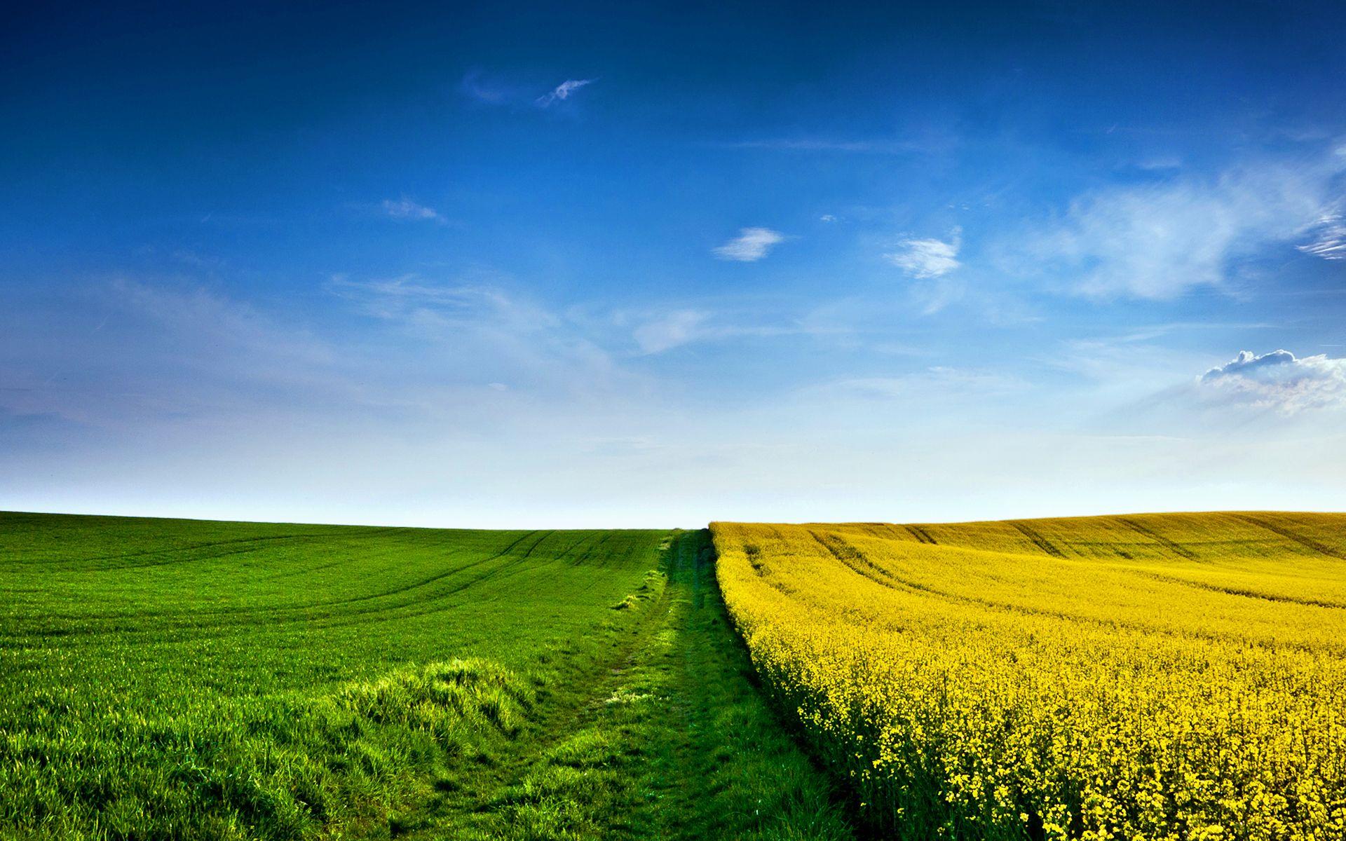 Field Wallpapers Top Free Field Backgrounds WallpaperAccess