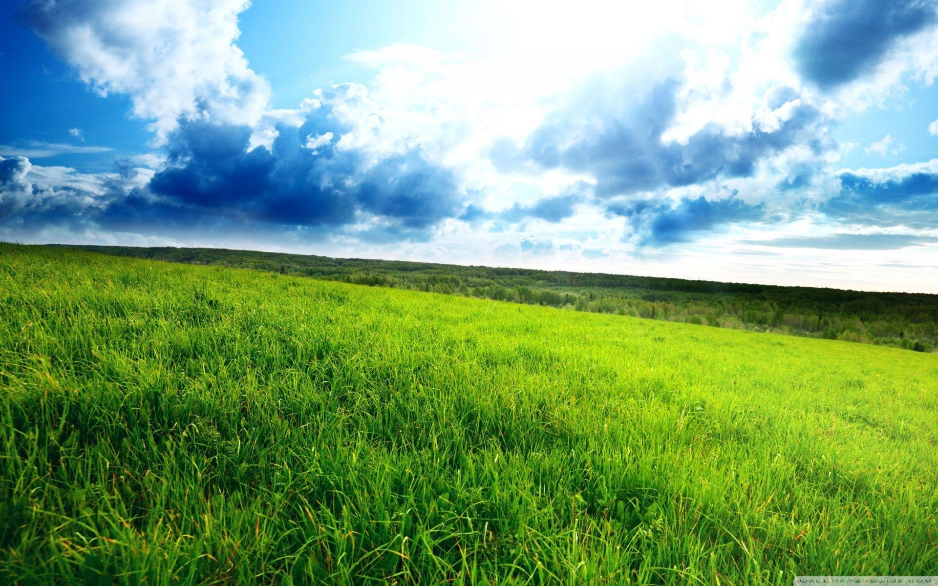 Green Field Wallpapers Top Free Green Field Backgrounds WallpaperAccess