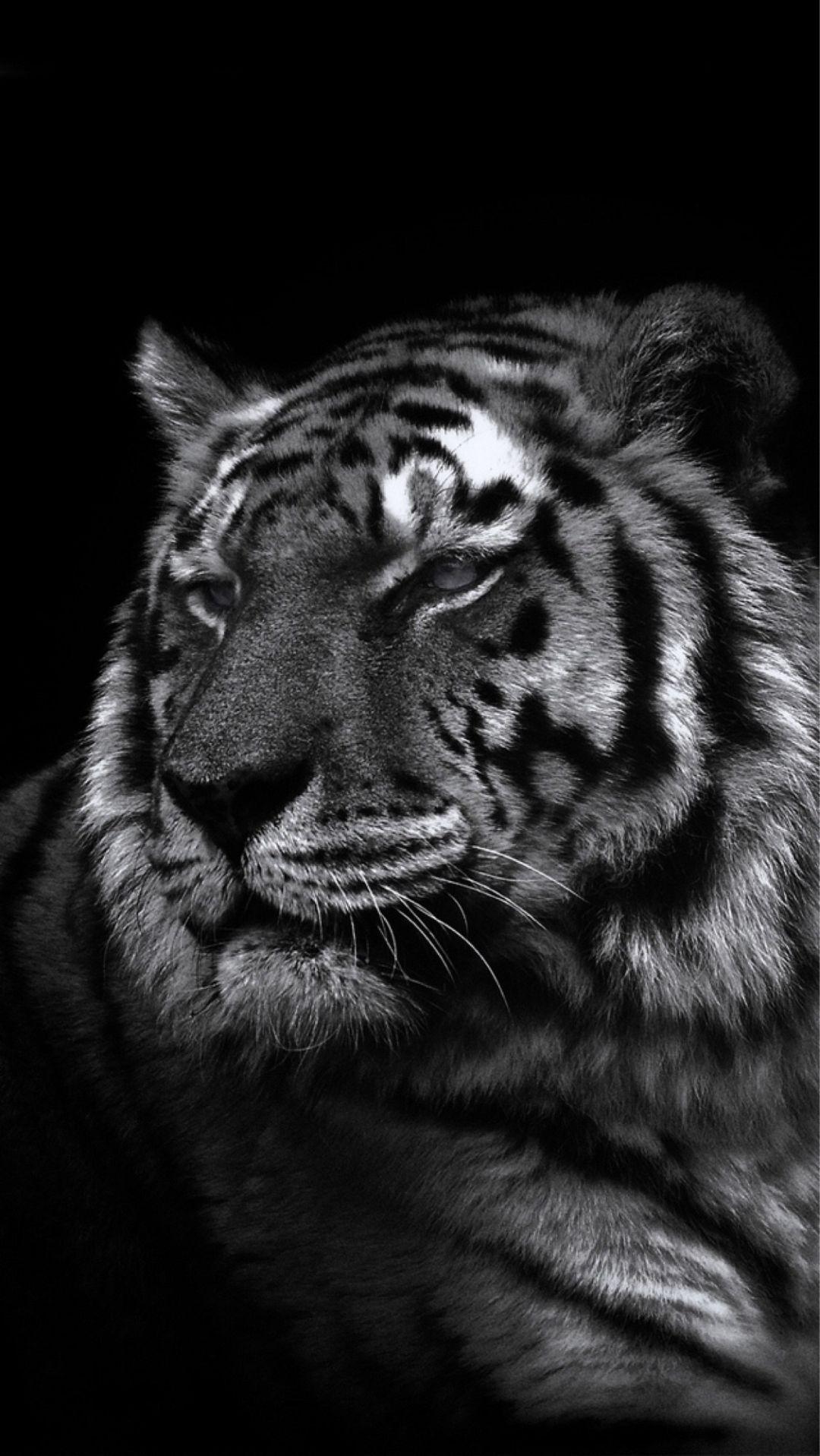 Black Tiger iPhone Wallpapers Top Free Black Tiger iPhone Backgrounds WallpaperAccess