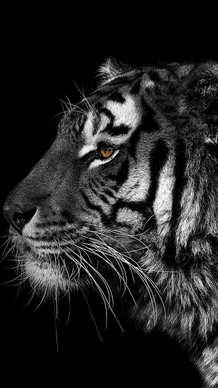 Black Tiger iPhone Wallpapers Top Free Black Tiger iPhone Backgrounds WallpaperAccess