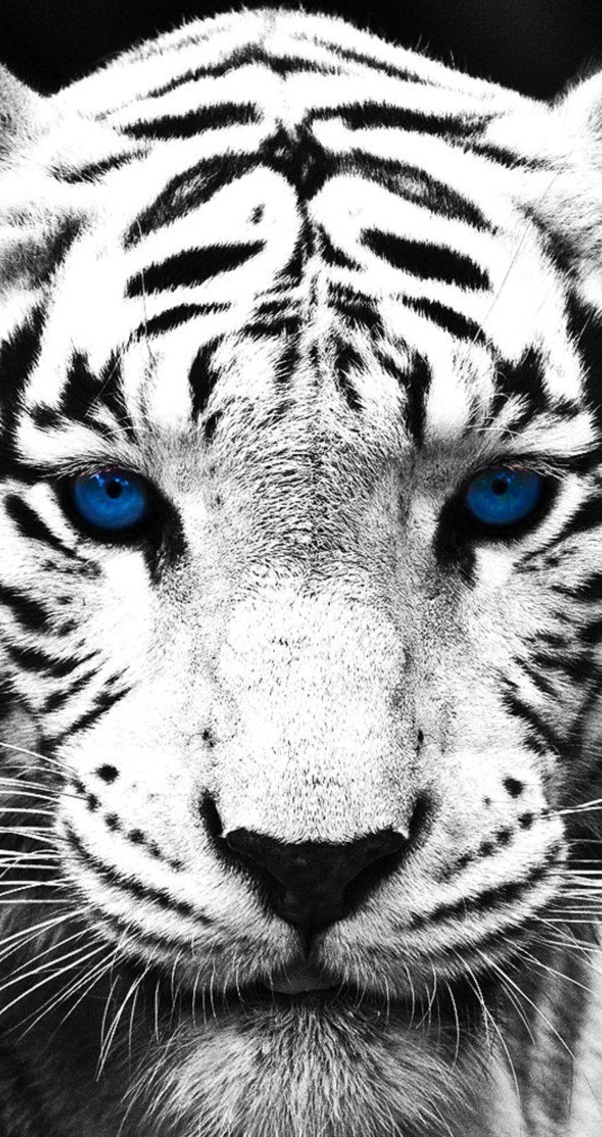 Black Tiger iPhone Wallpapers Top Free Black Tiger iPhone Backgrounds WallpaperAccess
