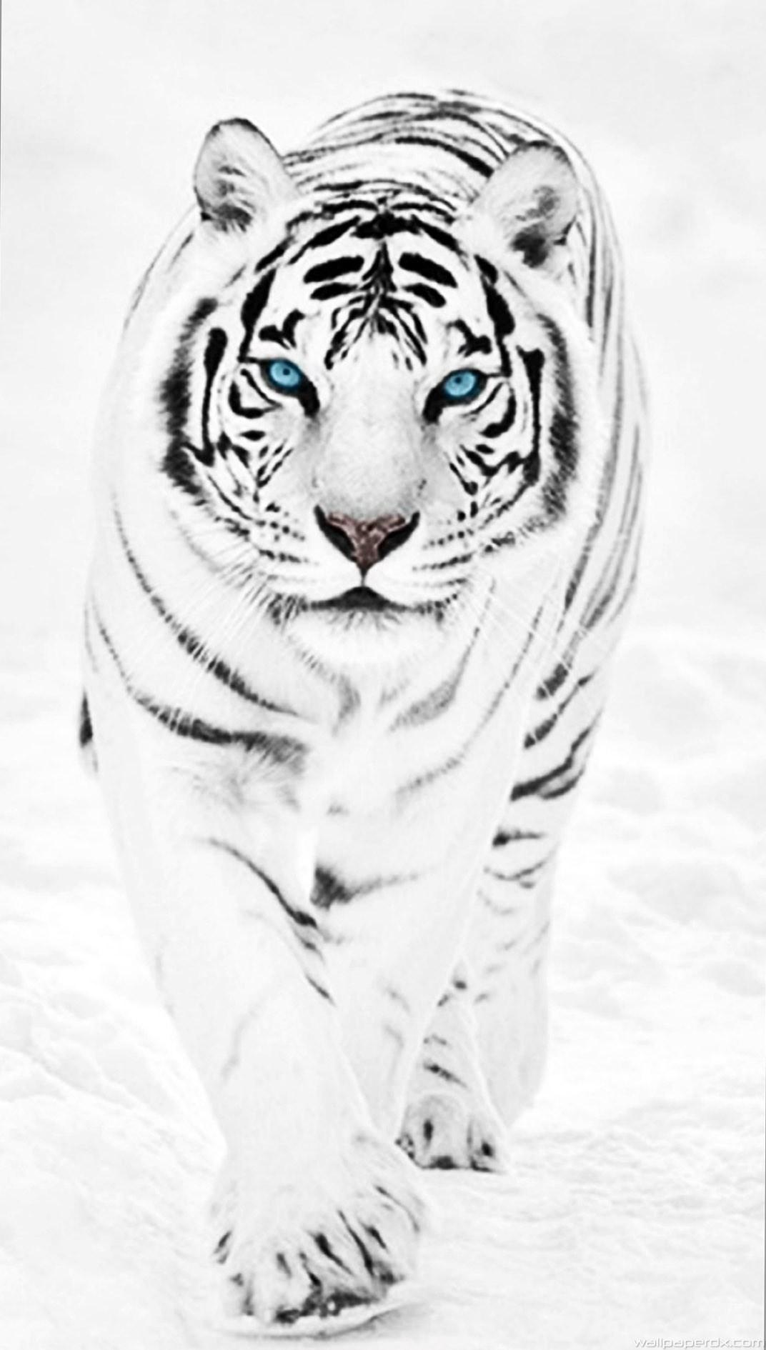 Black Tiger iPhone Wallpapers Top Free Black Tiger iPhone Backgrounds WallpaperAccess
