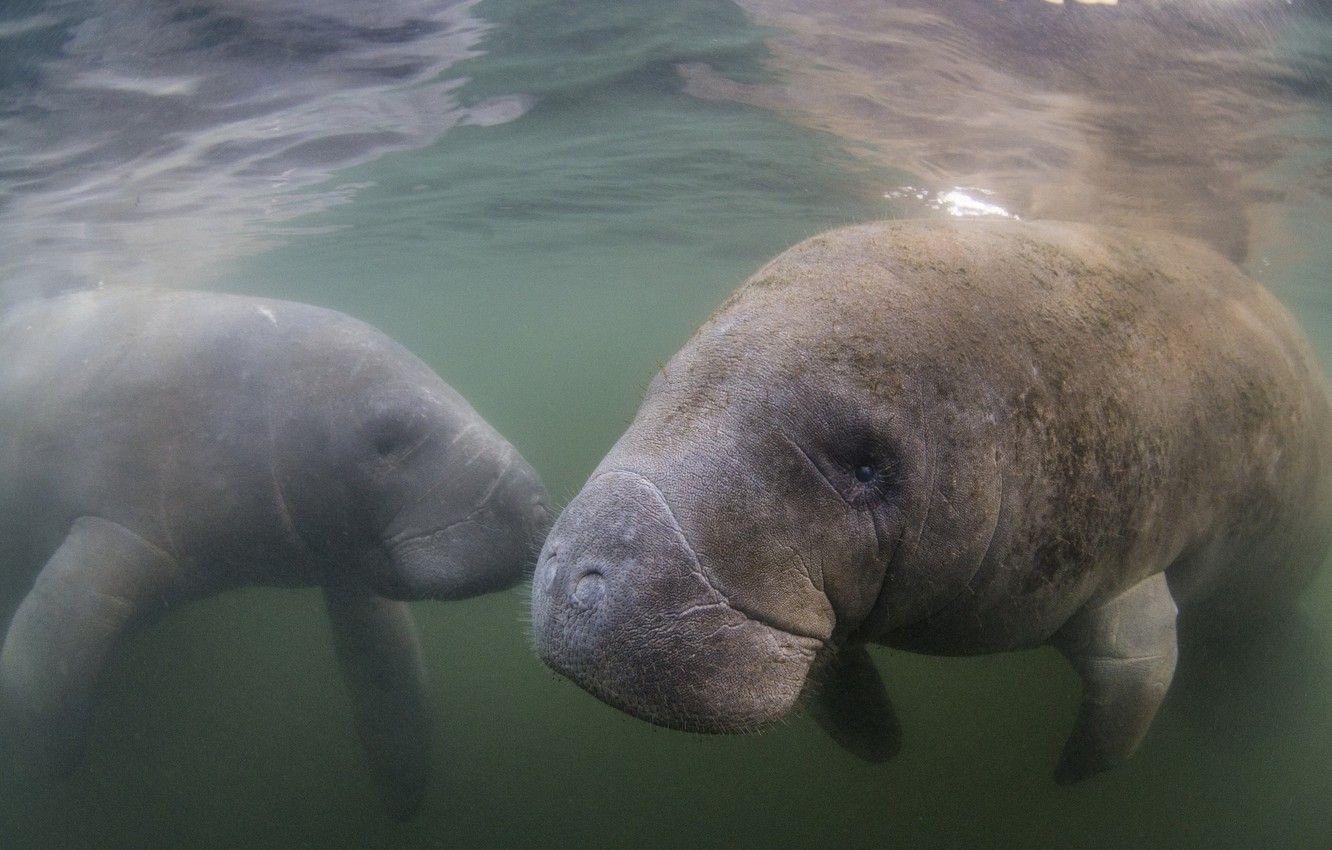 Sea Manatee Wallpapers Top Free Sea Manatee Backgrounds WallpaperAccess
