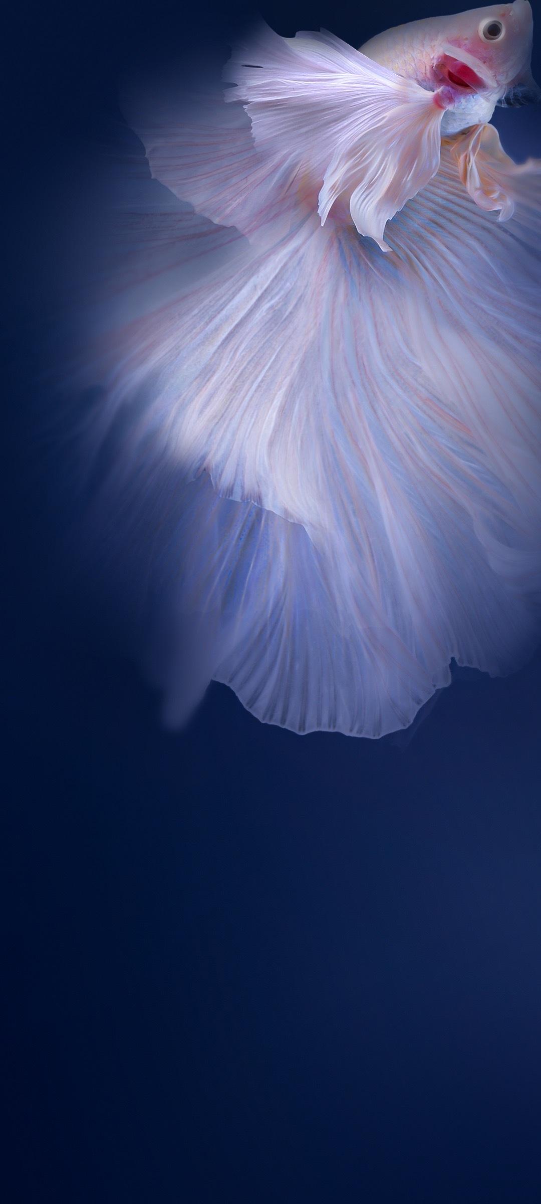 Vivo V20 Wallpapers Top Free Vivo V20 Backgrounds WallpaperAccess