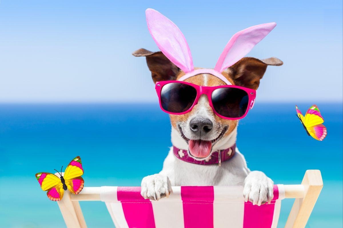 Cute Summer Animals Desktop Wallpapers Top Free Cute Summer Animals