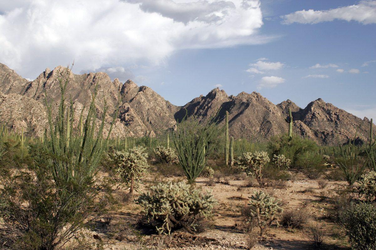 Sonoran Desert Wallpapers Top Free Sonoran Desert Backgrounds