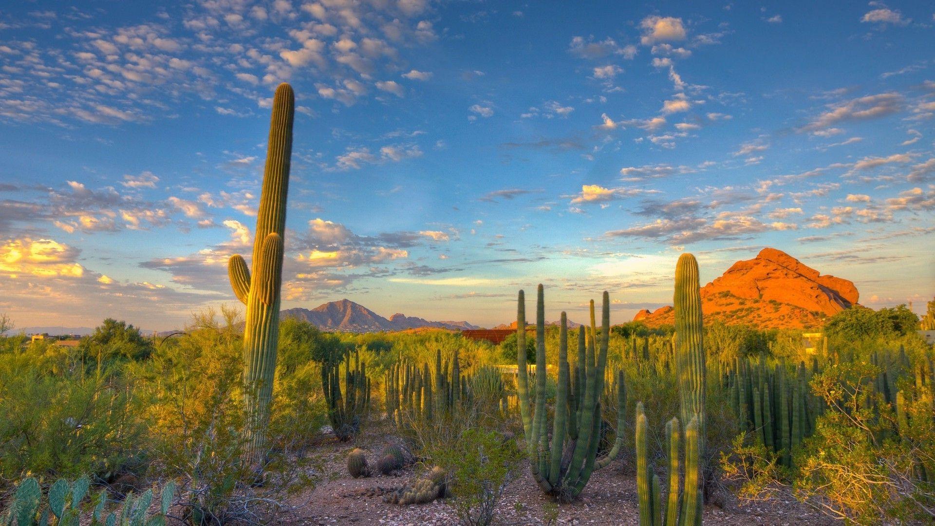 Sonoran Desert Wallpapers Top Free Sonoran Desert Backgrounds