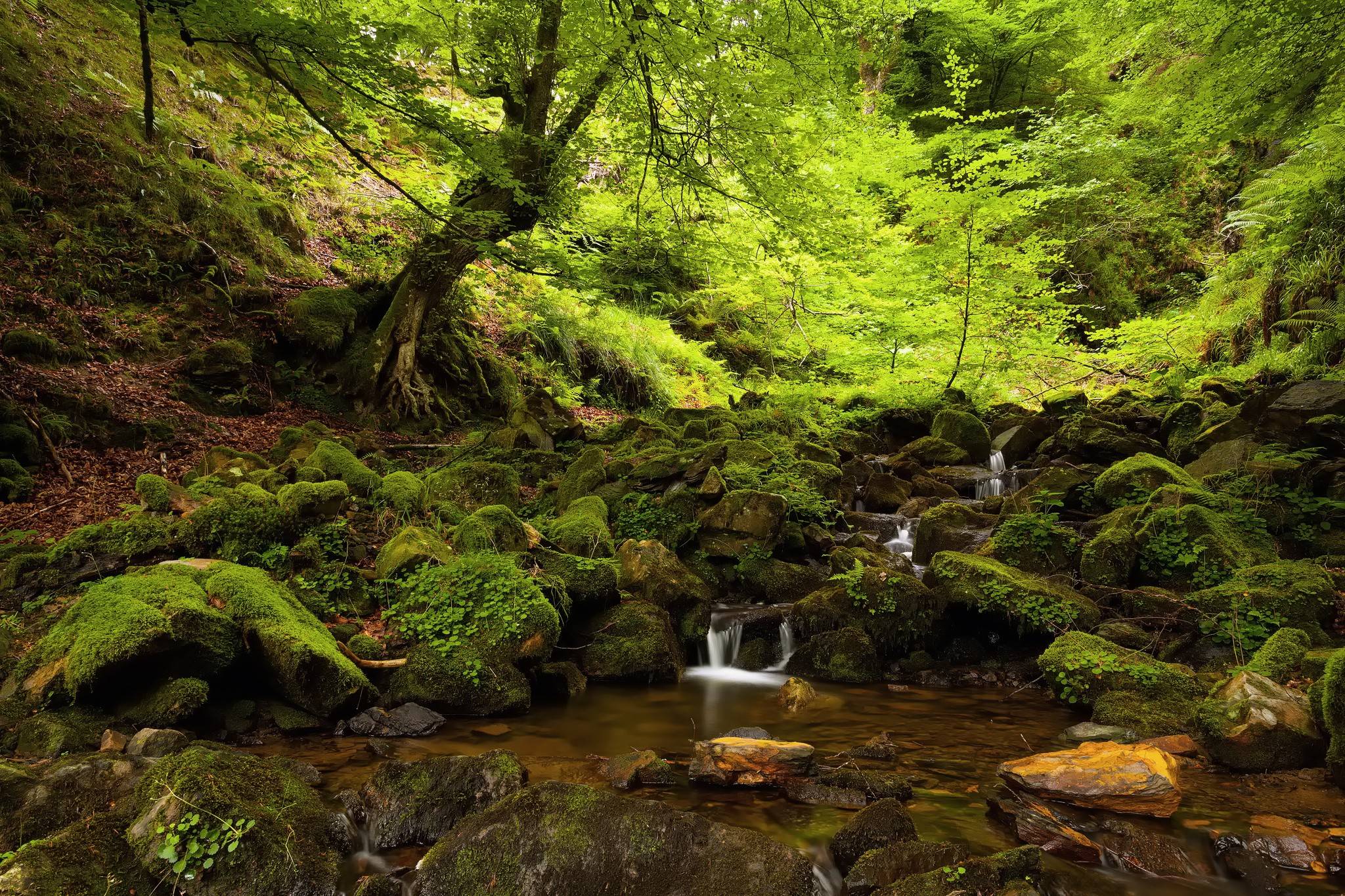 Mossy Forest Wallpapers Top Free Mossy Forest Backgrounds