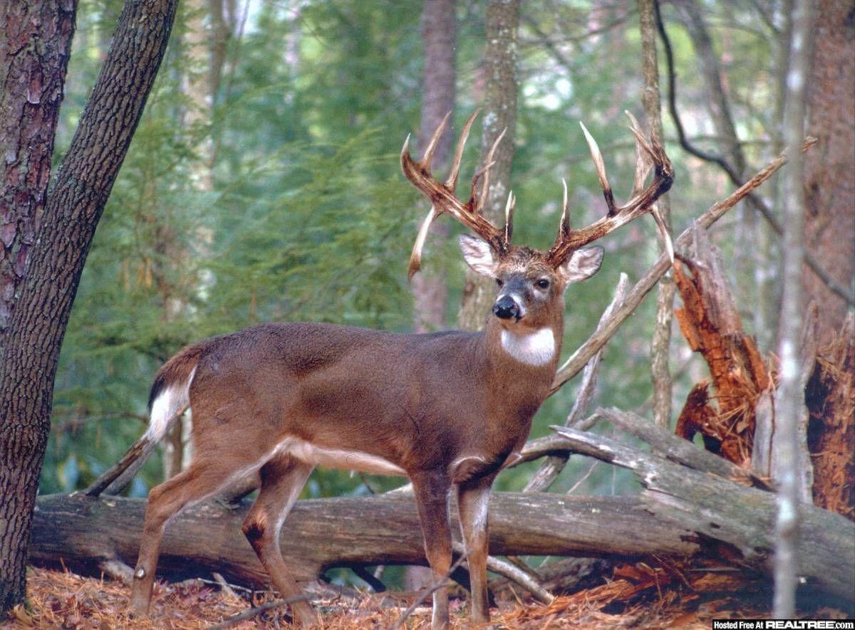 Whitetail Desktop Wallpapers Top Free Whitetail Desktop Backgrounds WallpaperAccess