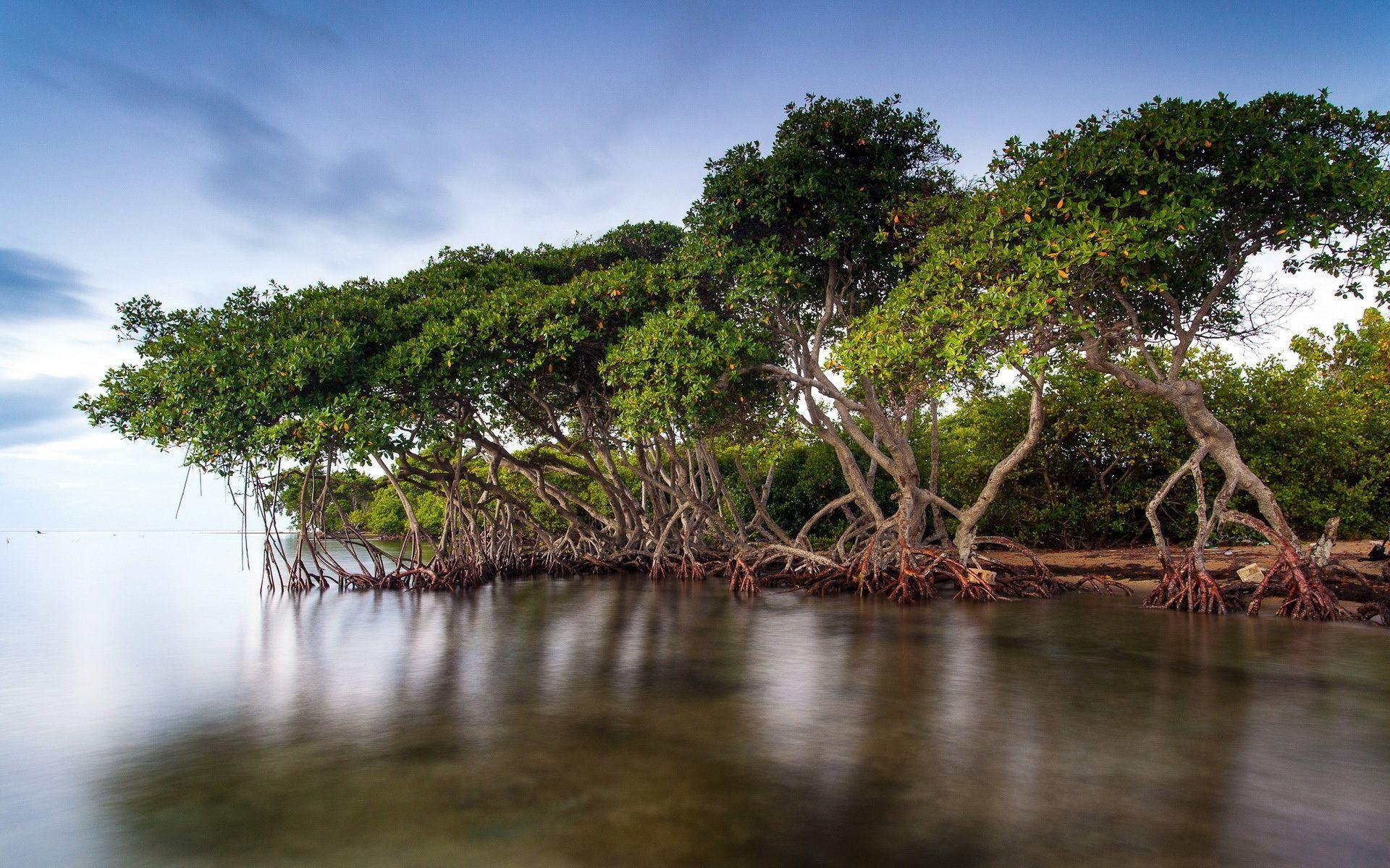 Mangrove Wallpapers Top Free Mangrove Backgrounds WallpaperAccess