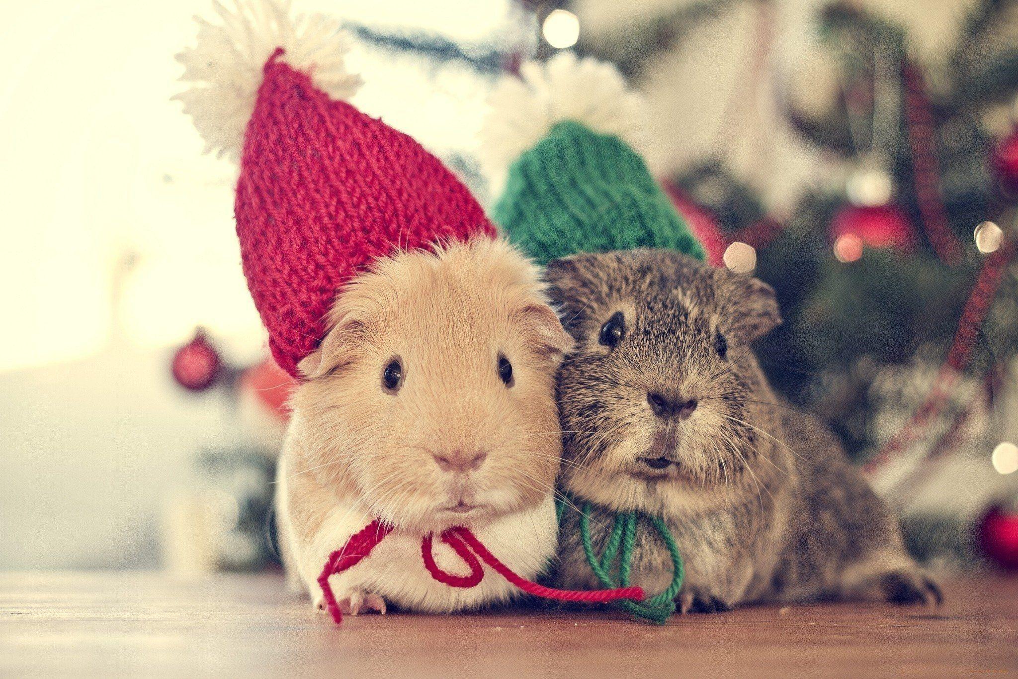 Cute Christmas Animal Wallpapers Top Free Cute Christmas Animal