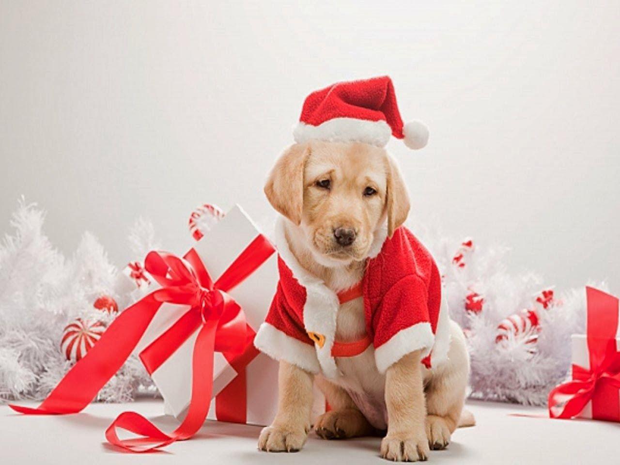 Cute Christmas Dog Wallpapers Top Free Cute Christmas Dog Backgrounds