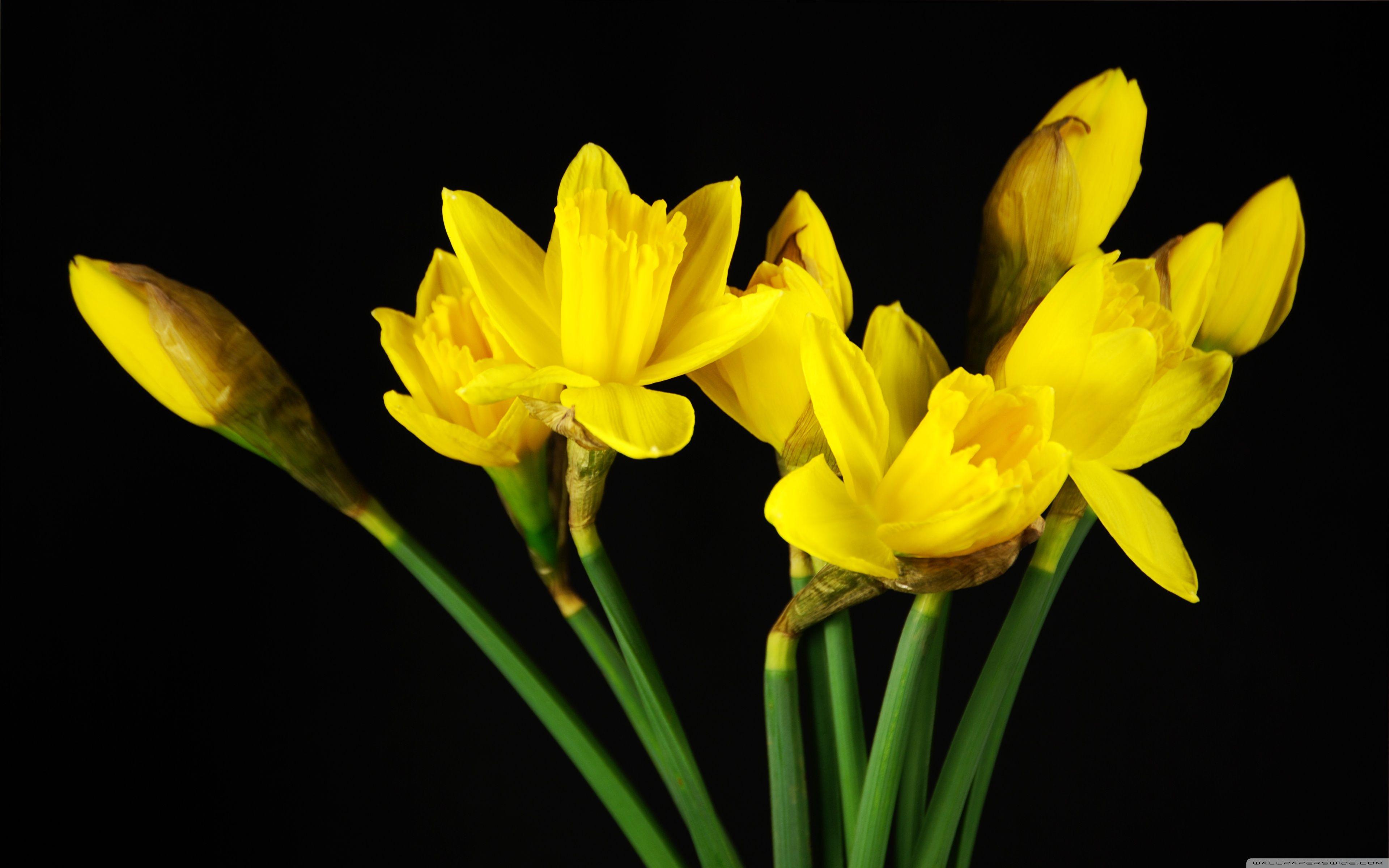 Daffodil Wallpapers Top Free Daffodil Backgrounds WallpaperAccess