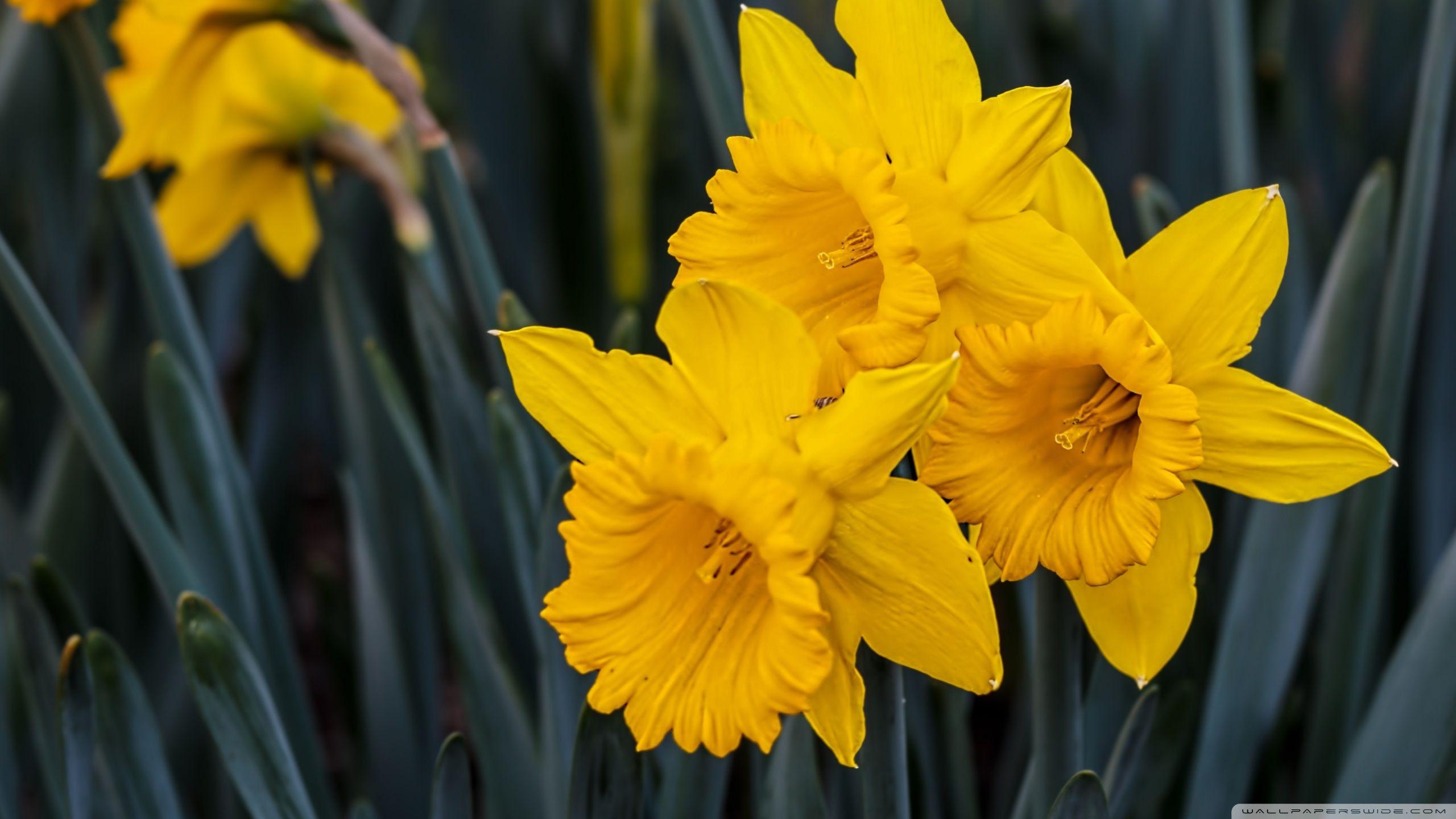 Daffodil Wallpapers Top Free Daffodil Backgrounds WallpaperAccess